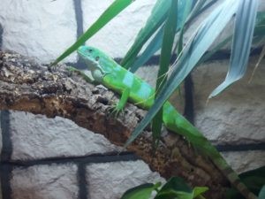 brachylophus bulabula